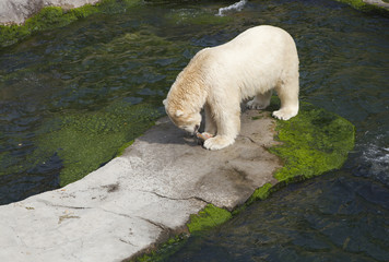 POLAR BEAR