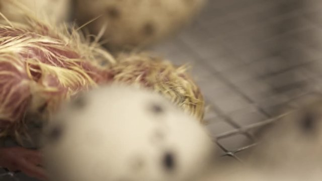 Newborn small quail featherless yellow chick walks on metal cage at farm incubtor, close up