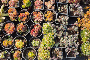 Succulent plants in the garden