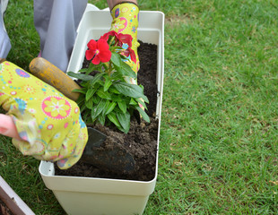 Hands in garden gloves re-potting red flower in a lush garden in spring