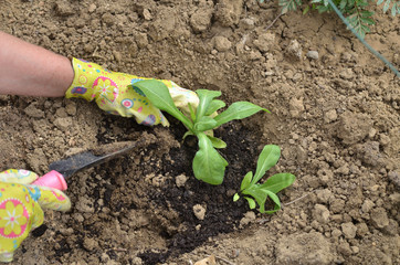Hands in garden gloves planting a plant in a garden soil - top view