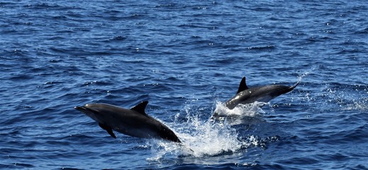 delfines saltando