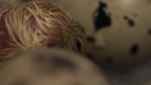 New hatched small quail featherless yellow chick walks on metal cage at farm incubtor, close up