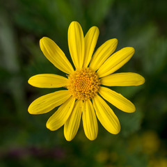 Fototapeta premium Yellow daisy in nature background, top view, selective focus