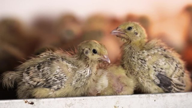 Lots of little newborn yellow quail chickens walking around matal cage at bird farm incubator