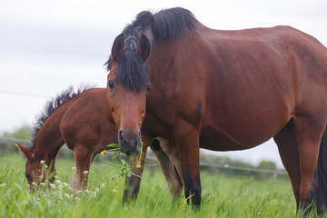 Fohlen