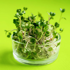 micro greens in glass pot on a green background,