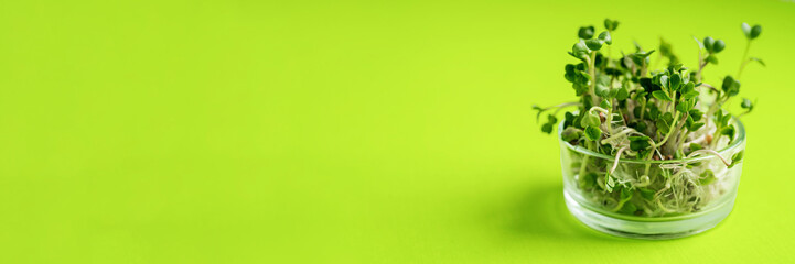 micro greens in glass pot on a green background, blank space for text.