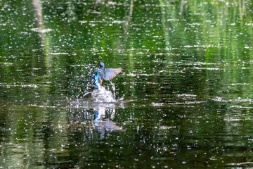 Kingfisher (Alcedo atthis) emerging from the water