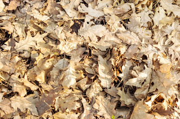 Dry leaves in the forest. Top view.