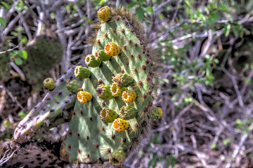 Cactus plants in the Galapagos Islands