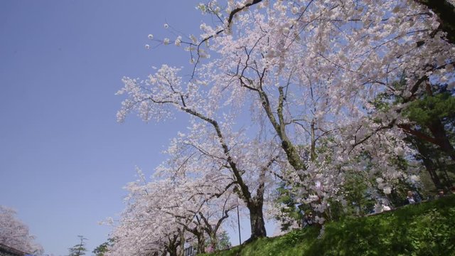 弘前公園の桜 Hirosaki park cherry blosoms