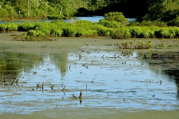Dirty Polluted Water Swampy Marsh