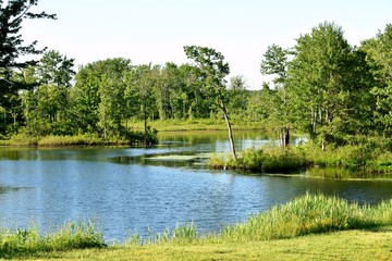 Lake Water And Trees