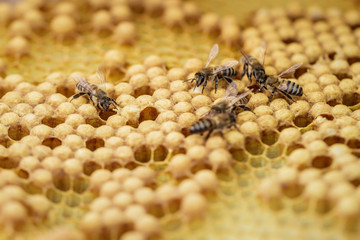 A few bees creep on the honeycombs filled of honey