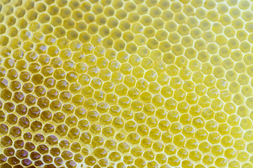 Hexagonal honeycombs filled with fresh honey as a background or a backdrop