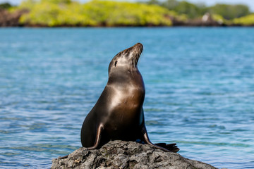 Sea Lion on the rocks in Galapagos