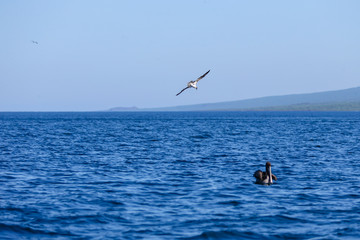 Fototapeta na wymiar Birds diving into the waters in the Galapagos