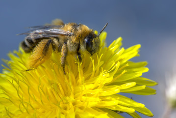 a bee on a flower produces nectar