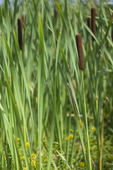 green background of reeds and sedges