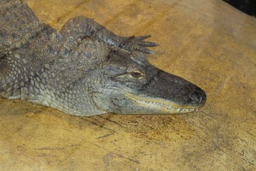 alligator mâle dans son aquarium au zoo 