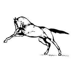 Obraz na płótnie Canvas Graphic image of a horse on a white background