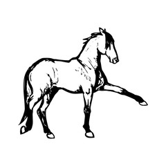 Fototapeta na wymiar Graphic image of a horse on a white background