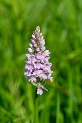 Common Spotted-orchid - Dactylorhiza fuchsii against a grass meadow