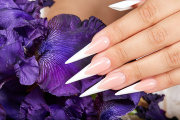 Hand with long artificial french manicured nails and a purple Iris flower