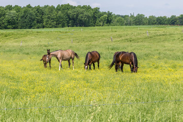 Obraz na płótnie Canvas Bonding horses enjoying a nice day