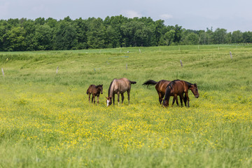 Horses in a field grazing