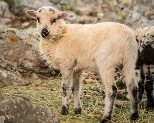 Young lamb standing on a stony pasture in Croatia