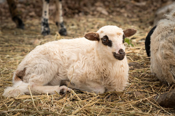 Fototapeta premium Young lamb lying on a stony pasture in Croatia