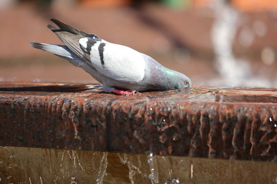 Pigeons on a hot day look for every opportunity to quench their thirst with water even from the city fountain.