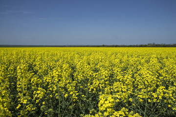 Obraz premium Green energy source. Field of rapeseed. Yellow colza field in bloom. Blue sky