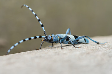 Female Alpine longhorn beetle on a beech tree