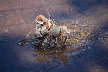 Sparrows swim in a puddle in the midday heat. Birds