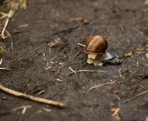 Snail in shell crawling on road