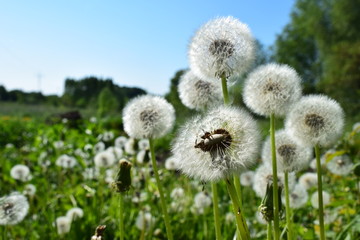 Dmuchawce, latawce, wiatr ... © Katarzyna
