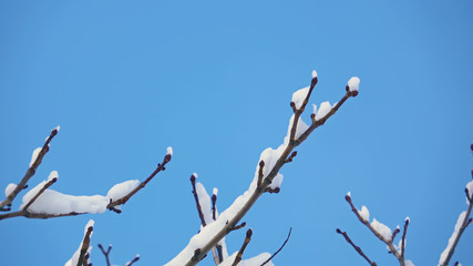 Spring branch with snow waving on the wind, clear blue sky, close up macro shot.