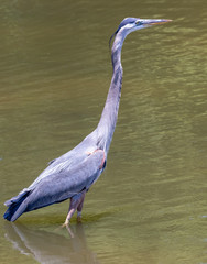 Great Blue Heron