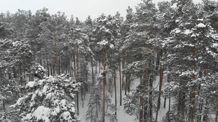 Smooth aerial shot along winter snowy trees above pine forest, cold Russian weather.