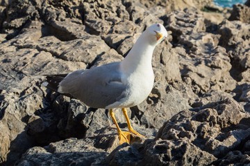 Funny seagull in Portugal
