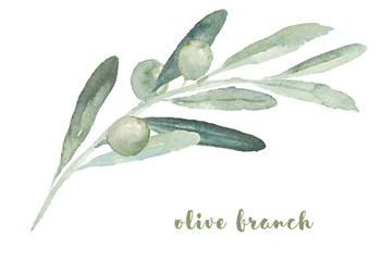 Watercolor illustration with olive branch © Veris Studio