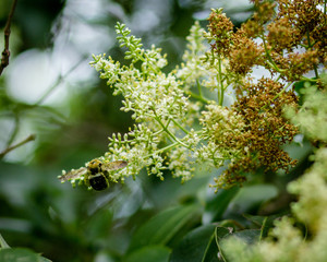 Bee pollinating flowers Close Up