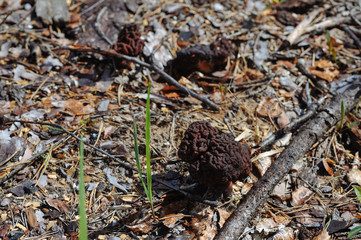Gyromitra mushroom