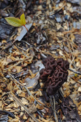 Gyromitra mushroom