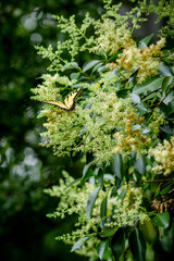 Yellow Butterfly on flowers