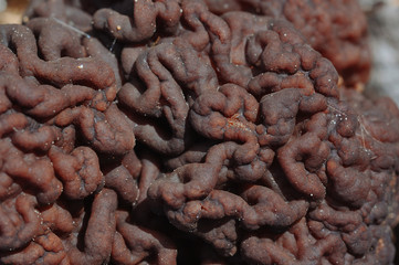 Gyromitra mushroom