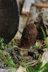 Morchella mushroom.